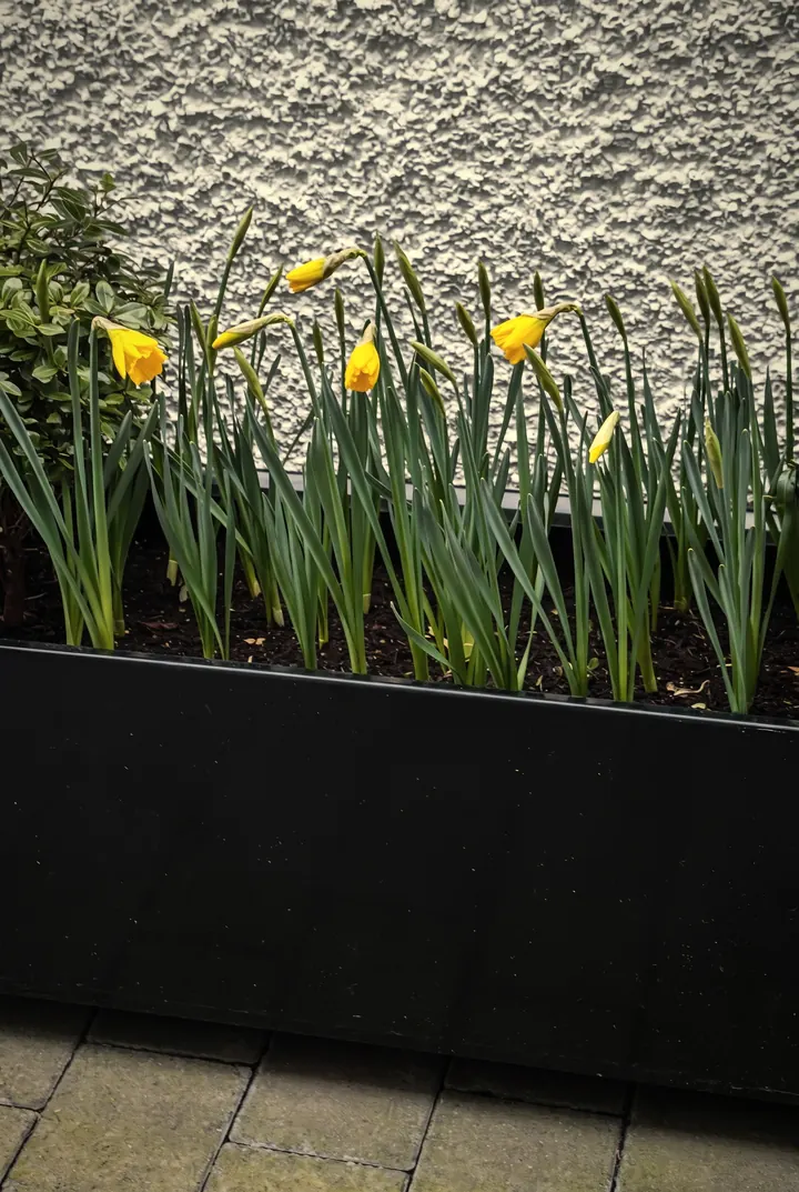 Planter with spring bulbs