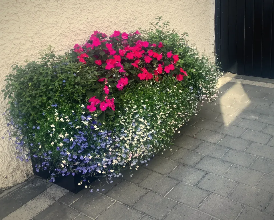 Outdoor planter, planted up